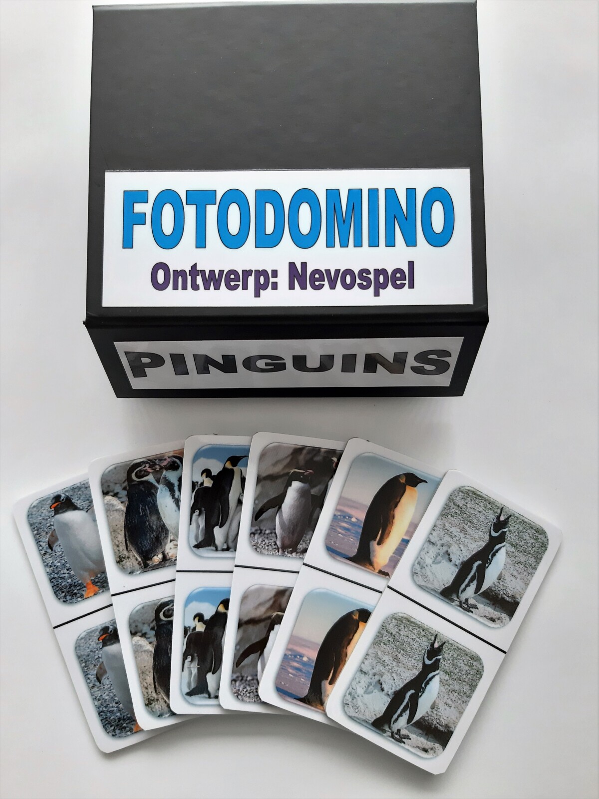 FotoDomino_Pinguins_1e.jpg