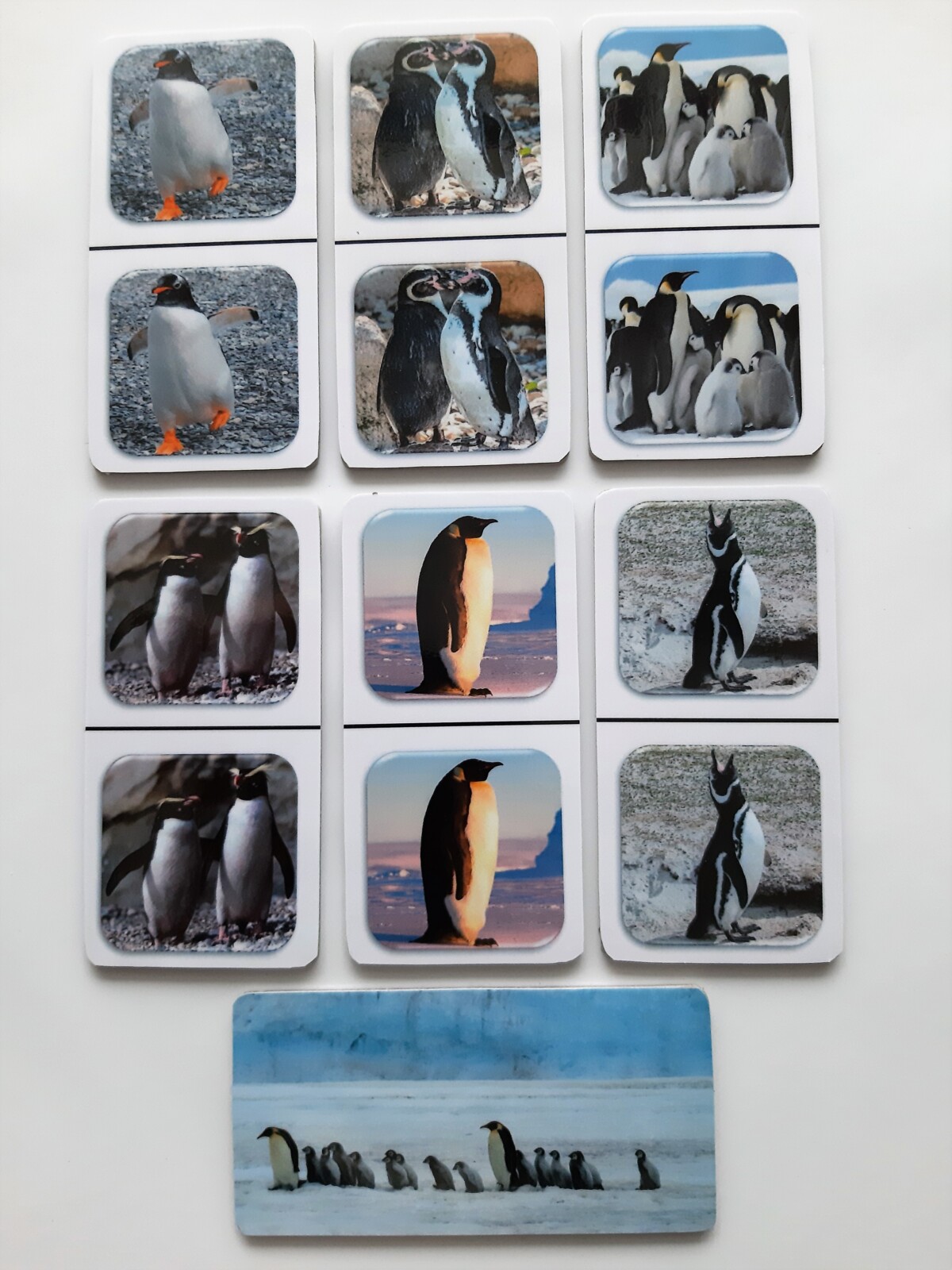 FotoDomino_Pinguins_2e.jpg